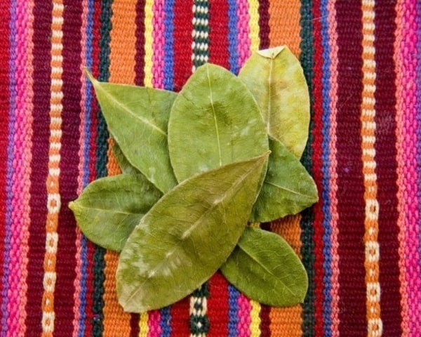 Lectura de las sagradas hojas de coca.